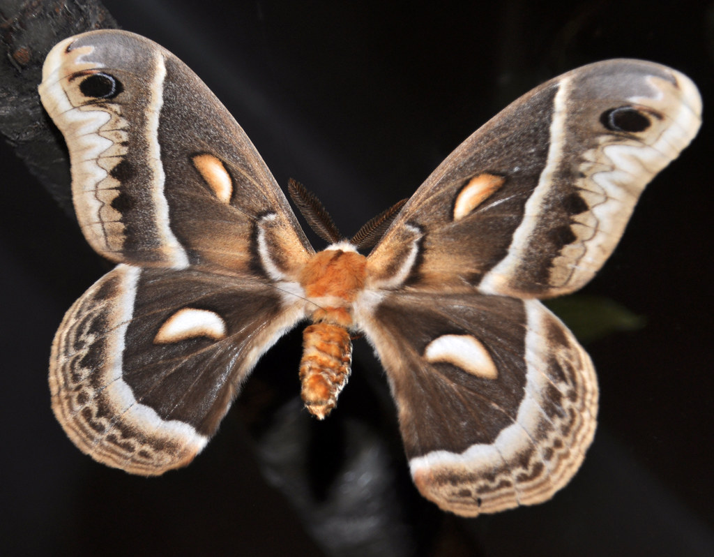 Cecropia Moth