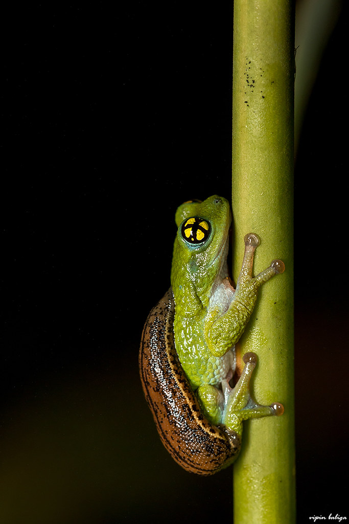 Chalazodes Bubble Nest Frog
