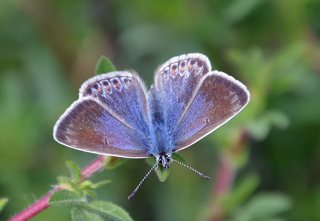 Chalk Hill Blue Butterfly