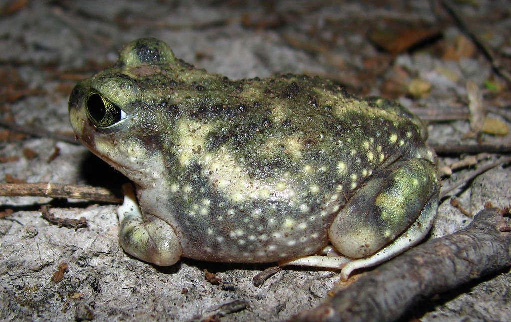 Couch's Spadefoot Toad