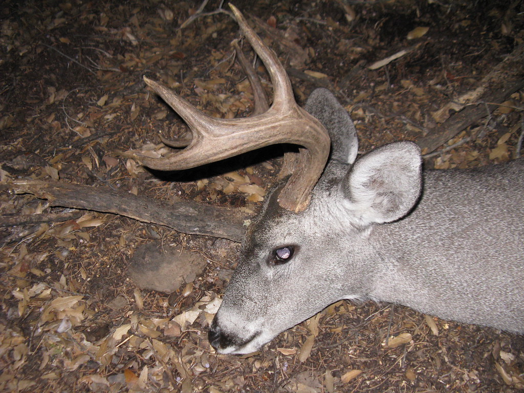 Coues Deer