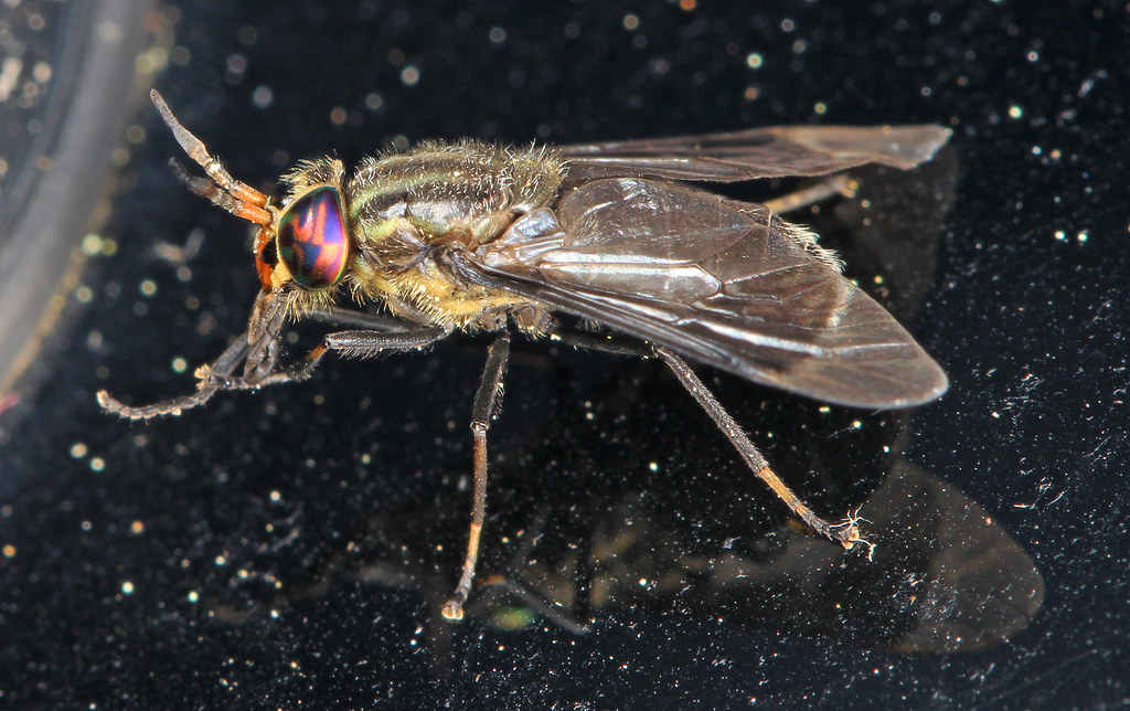 Deer Flies - Different Types of Flies