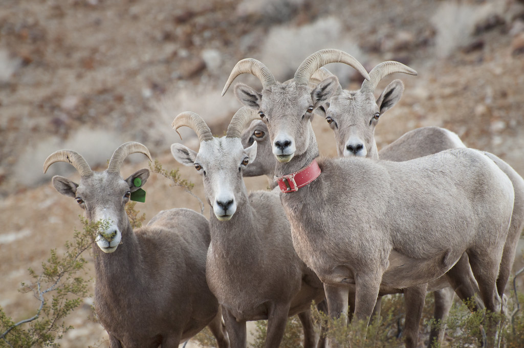 Desert Bighorn Sheep - Animals That Live in the Desert