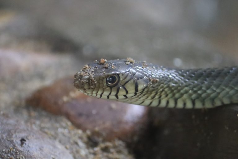 14 Different Types of Snakes in Virginia