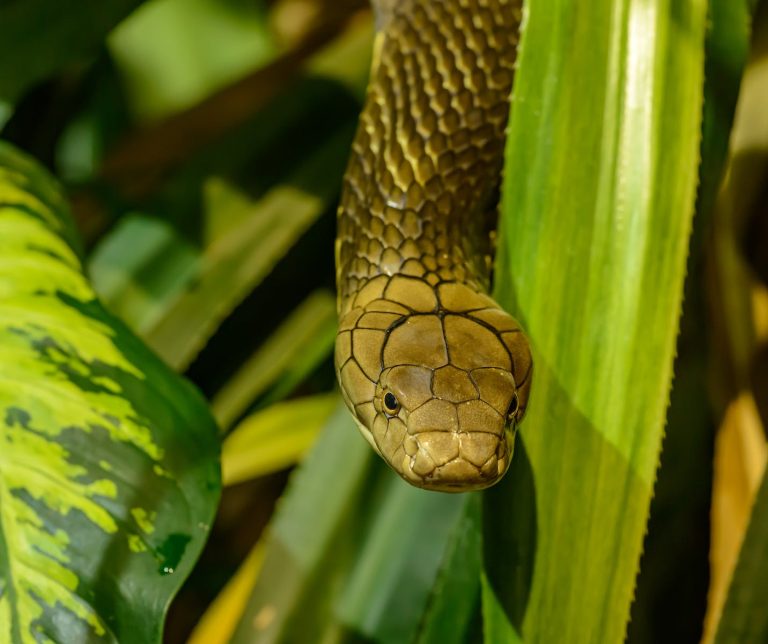 19 Different Types of Snakes in Wisconsin