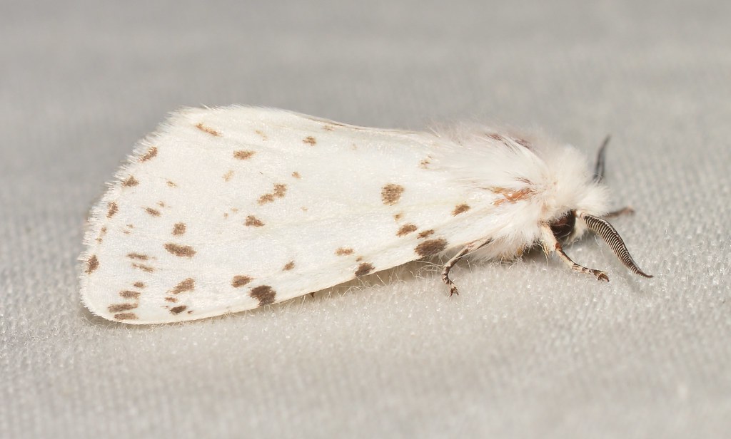 Fall Webworm Moth