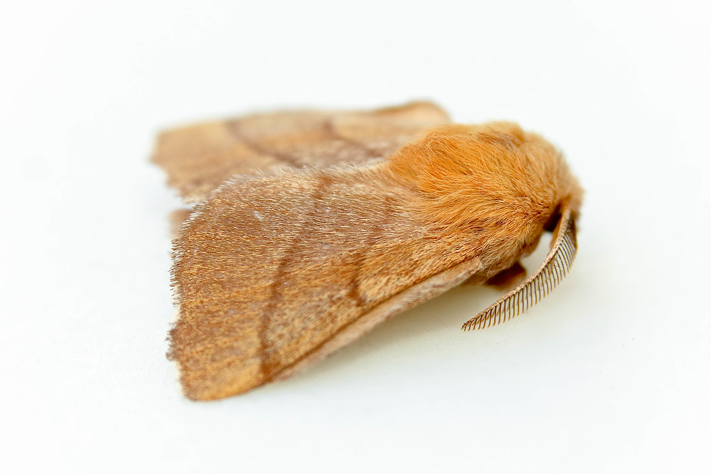 Forest Tent Caterpillar Moth