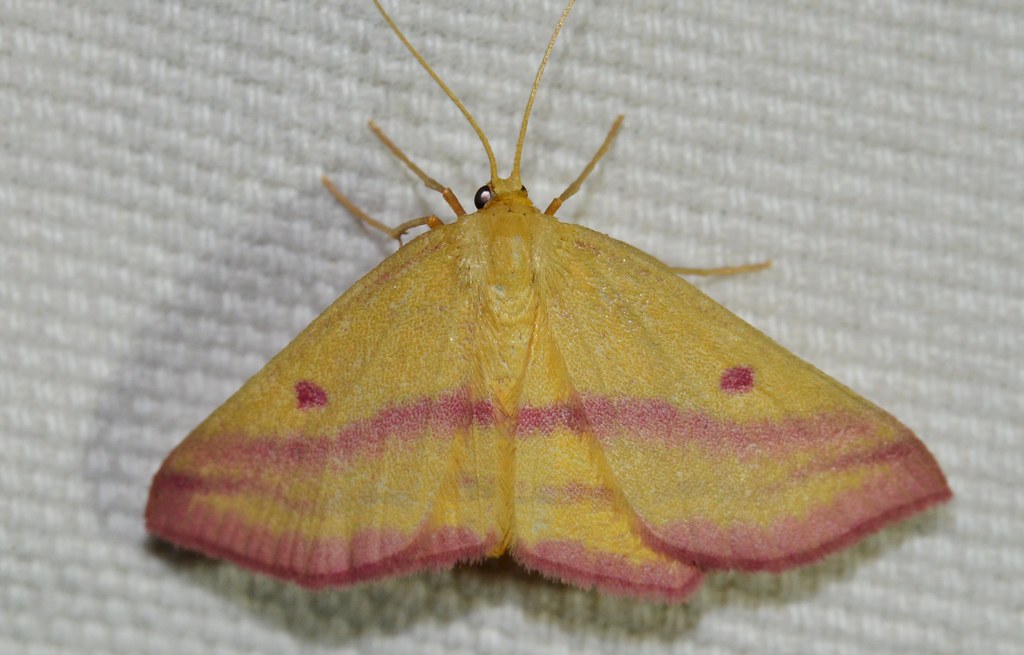 Geometer moths