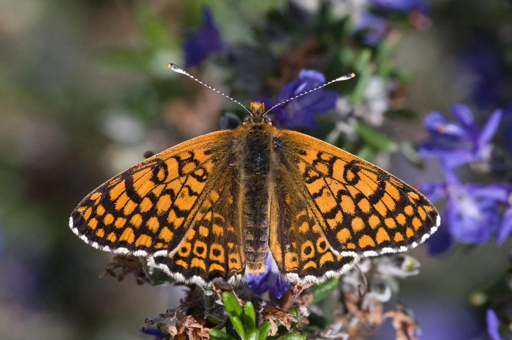 Glanville Fritillary Butterfly