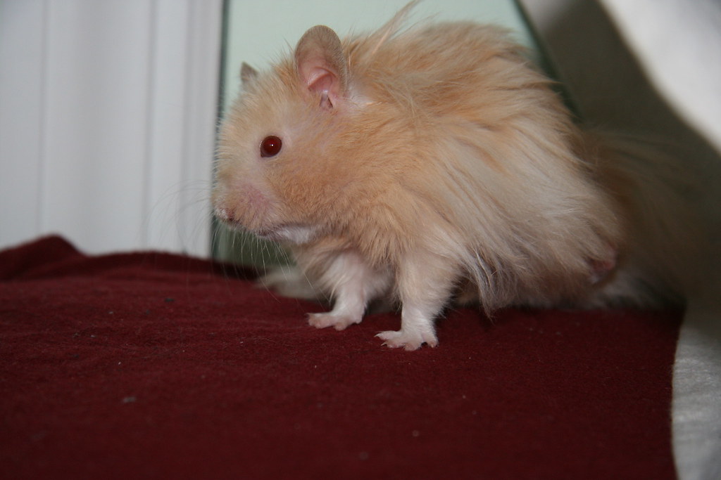 Golden/Syrian Hamster