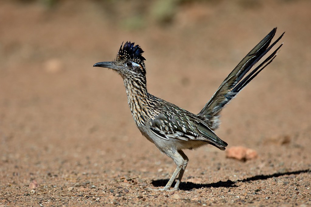 Greater Roadrunner