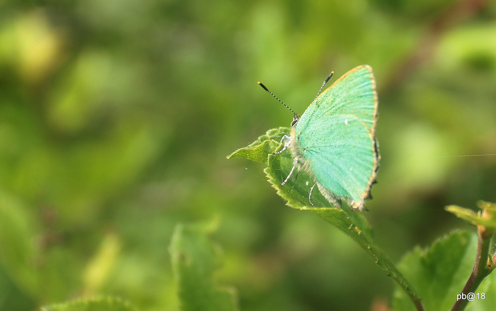 Green Hairstreak Butterfly