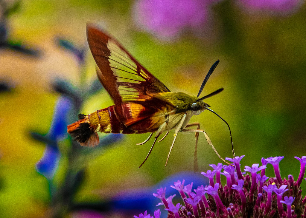 Hummingbird Clearwing