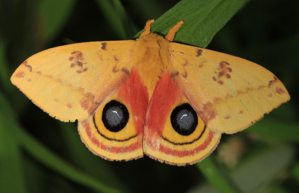 Io Moth