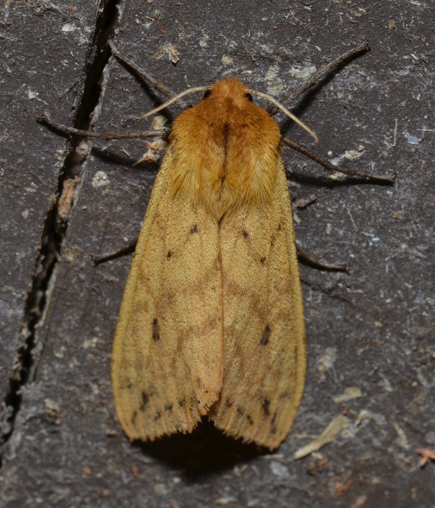 Isabella Tiger Moth