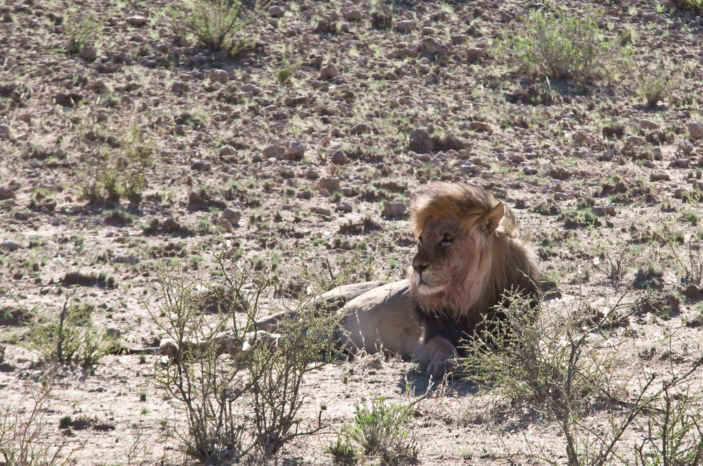 Kalahari Lions