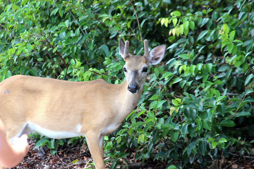 Key Deer