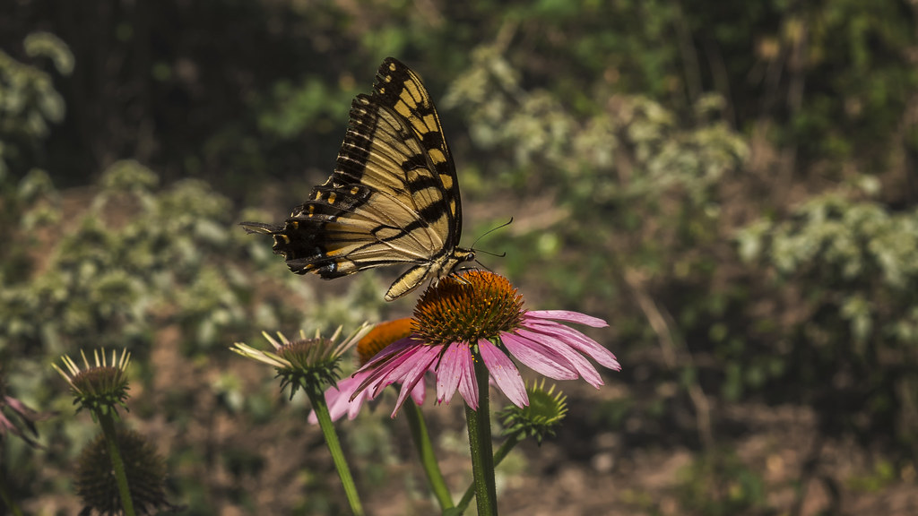 Mammal Swallowtail Butterfly