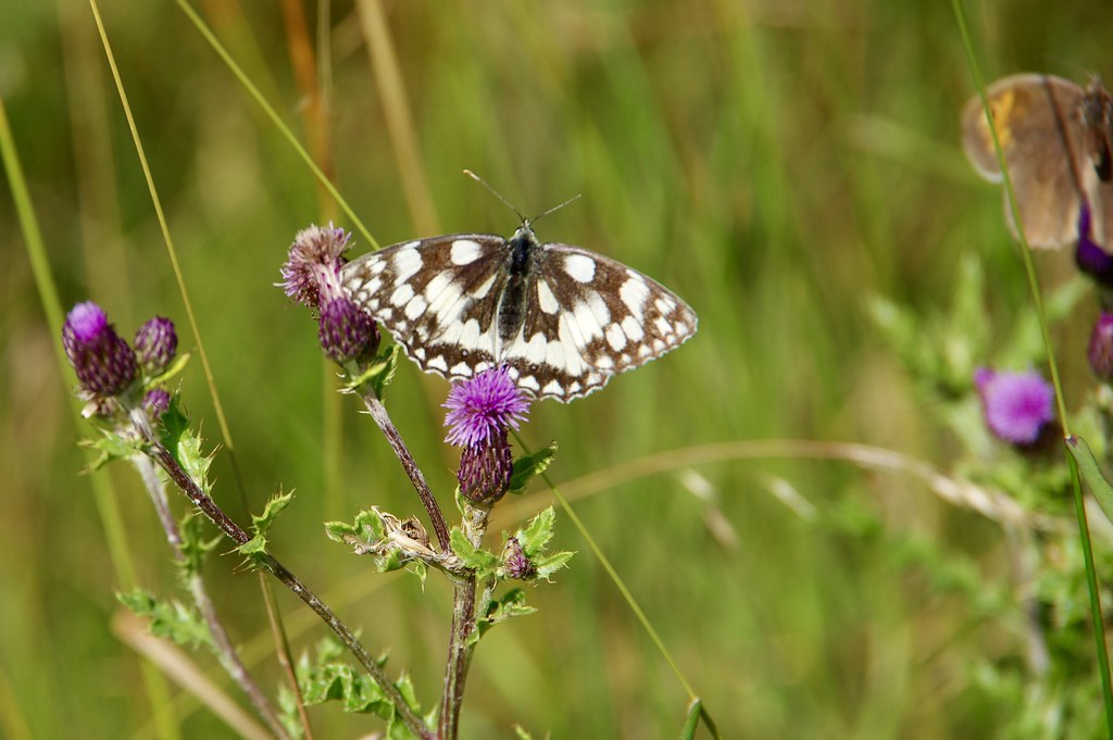 Marbles White Butterfly