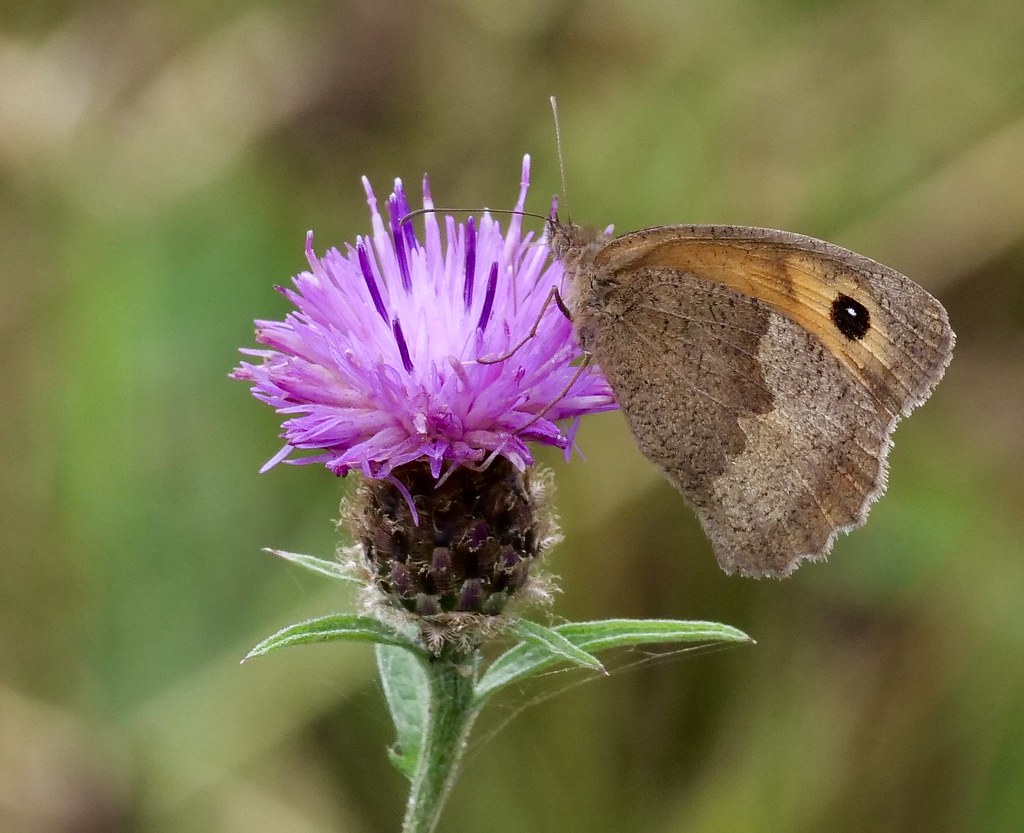 Meadow Brown Butterfly