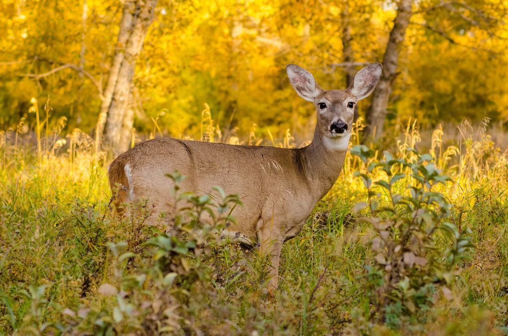 Mule Deer