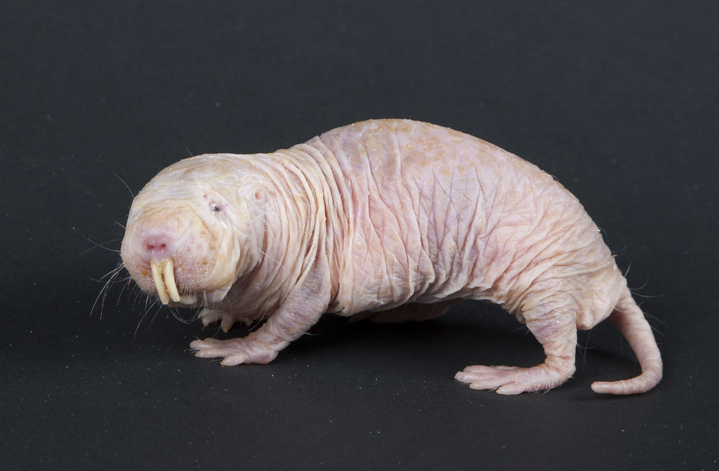 Naked Mole-Rat
