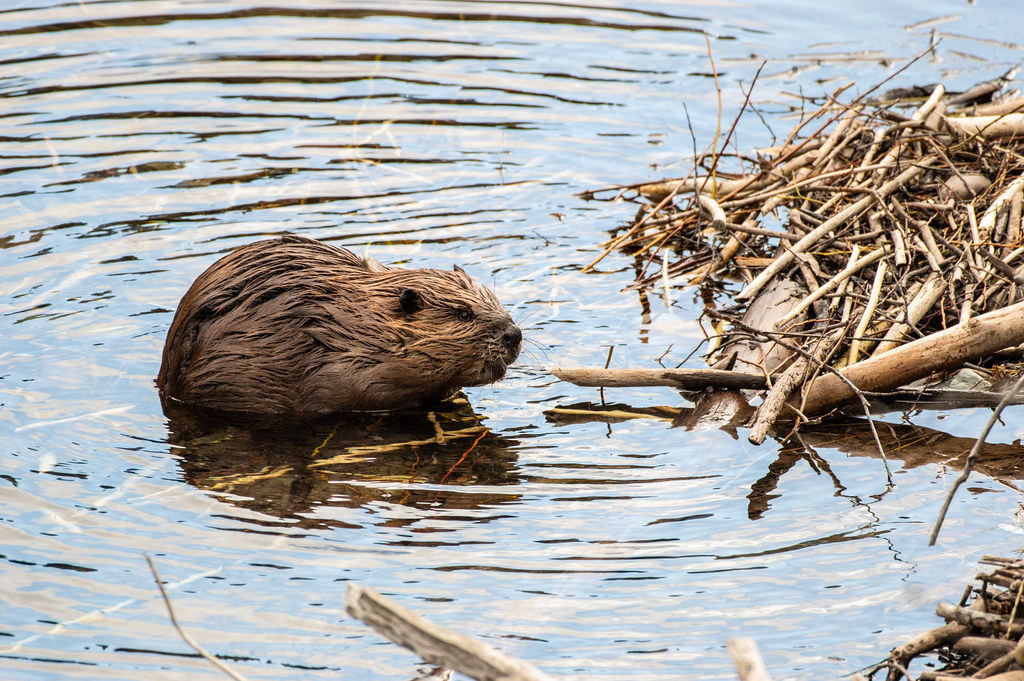 North American Beaver