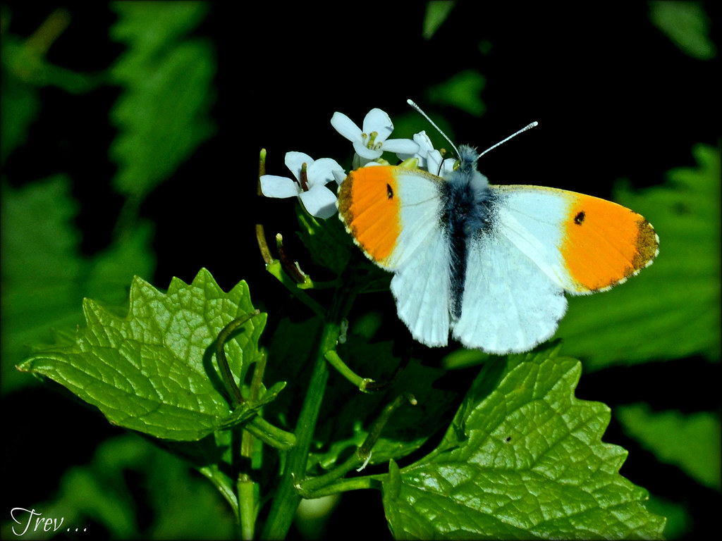 Orange Tip Butterfly