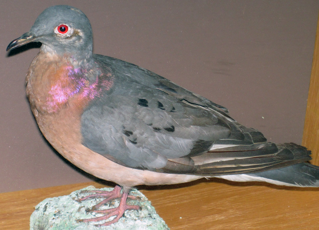Passenger Pigeon