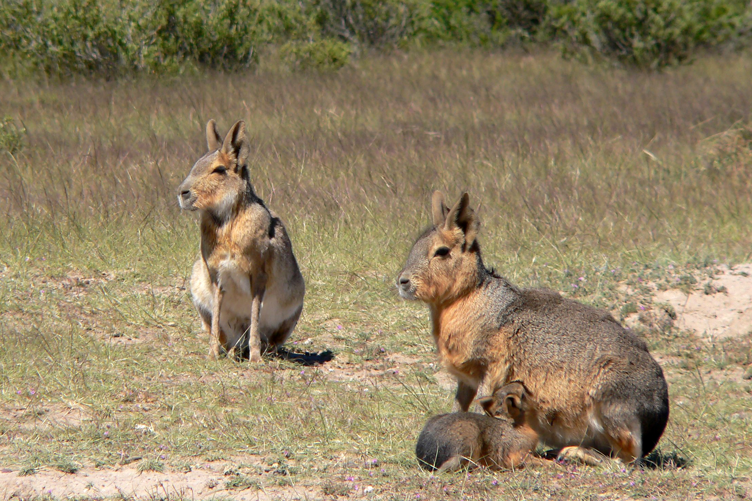 Patagonian mara