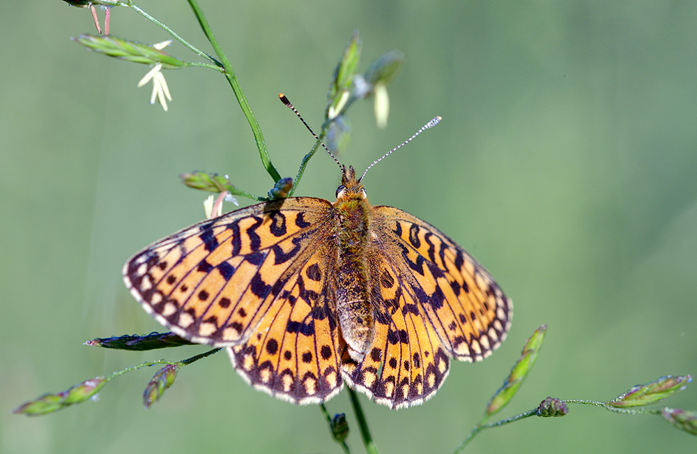 Pearl Border Fritillary  Butterfly