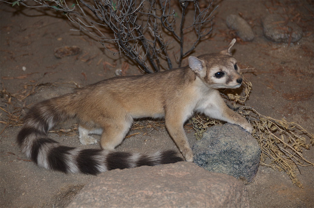 Ring Tailed Cat