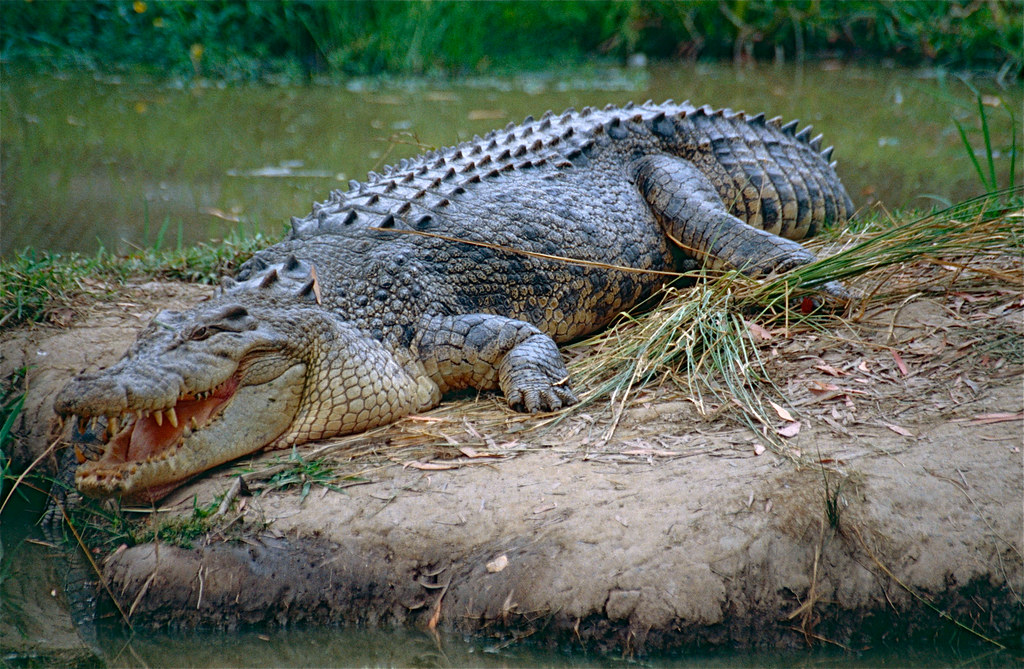 Saltwater Crocodile