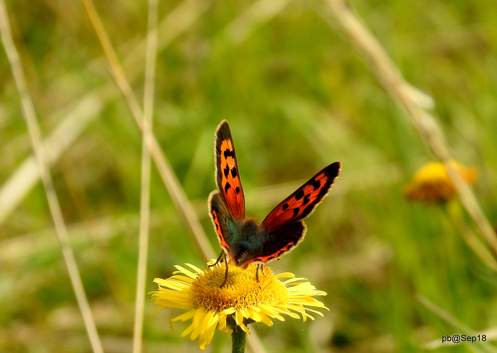 Small Copper Butterfly