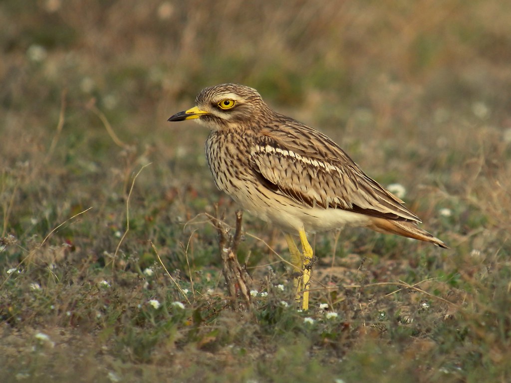 Small Migratory Bird