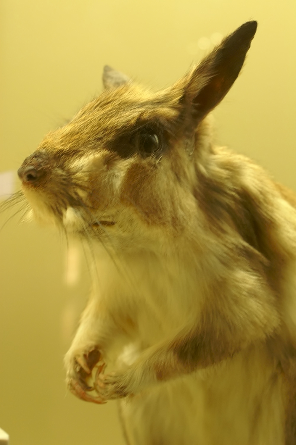 South African Springhare