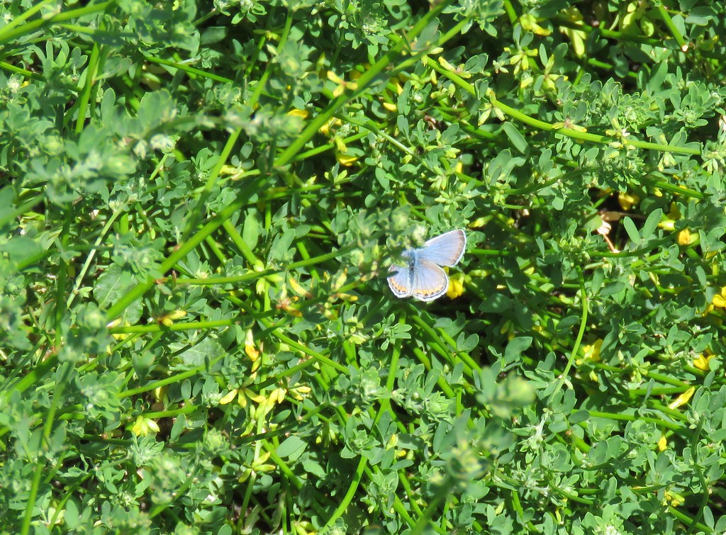 Tiny Blue Butterfly