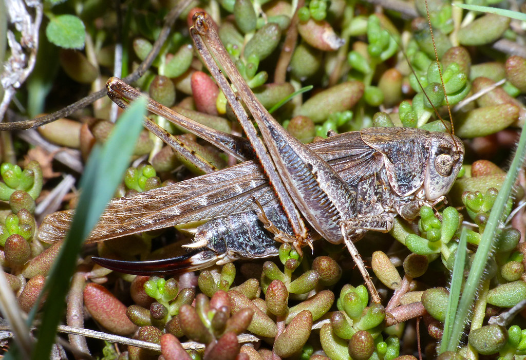 Tuberous Bush Cricket