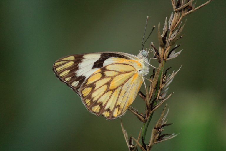 17 Different Types of Butterflies in France