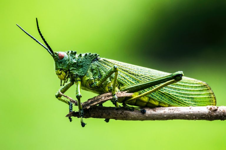 28 Different Types of Insects in the Philippines