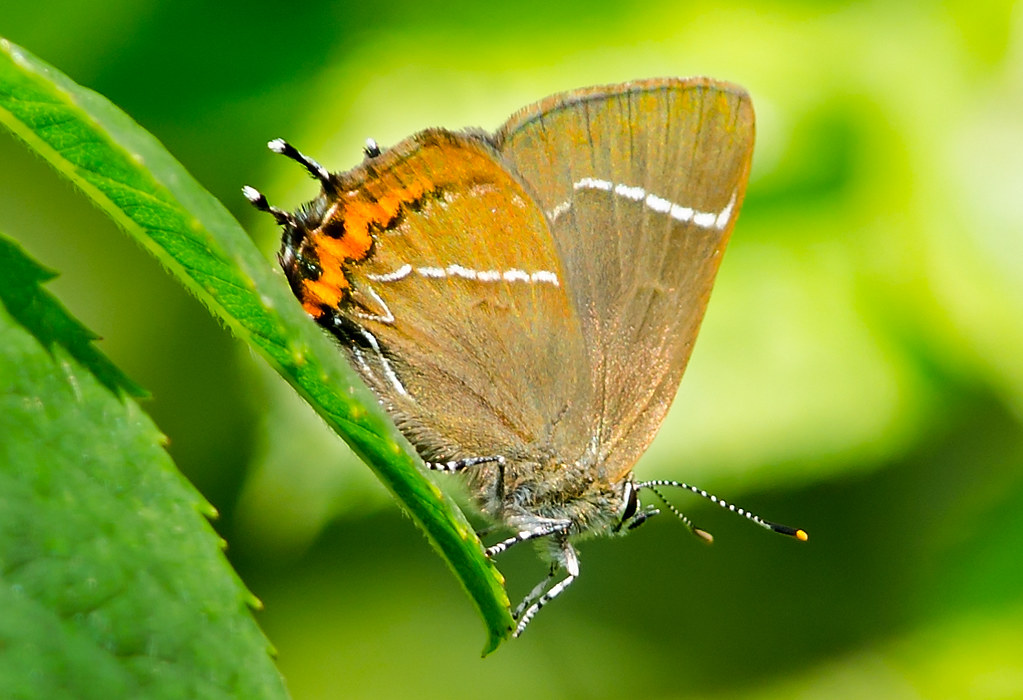 White Letters Hairstreak  Butterfly
