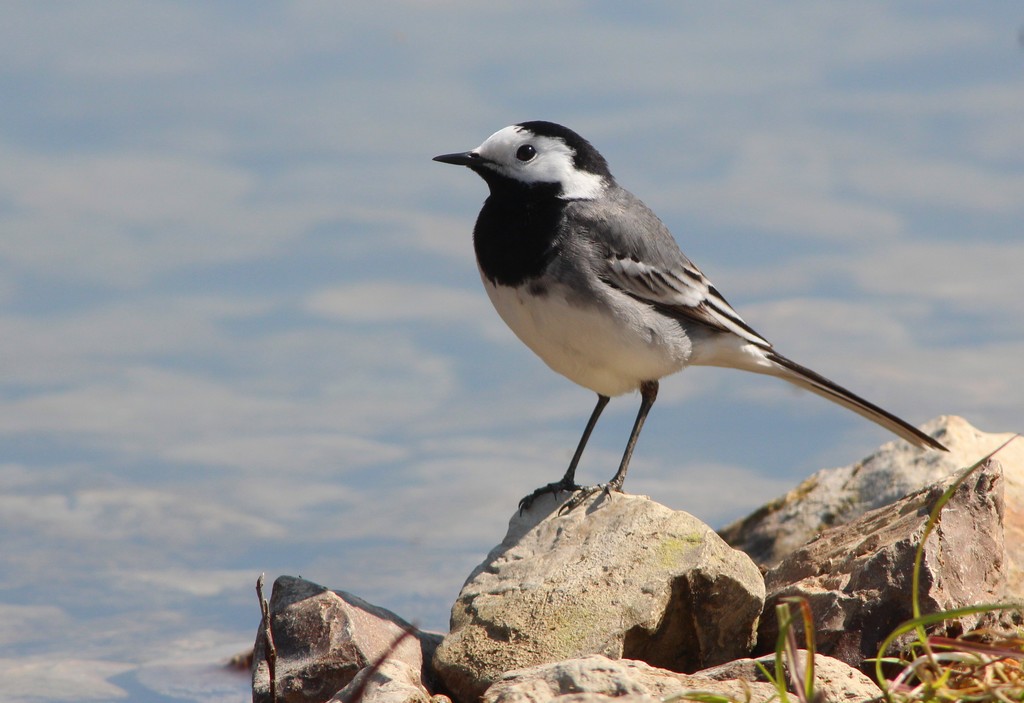 White Wagtail 