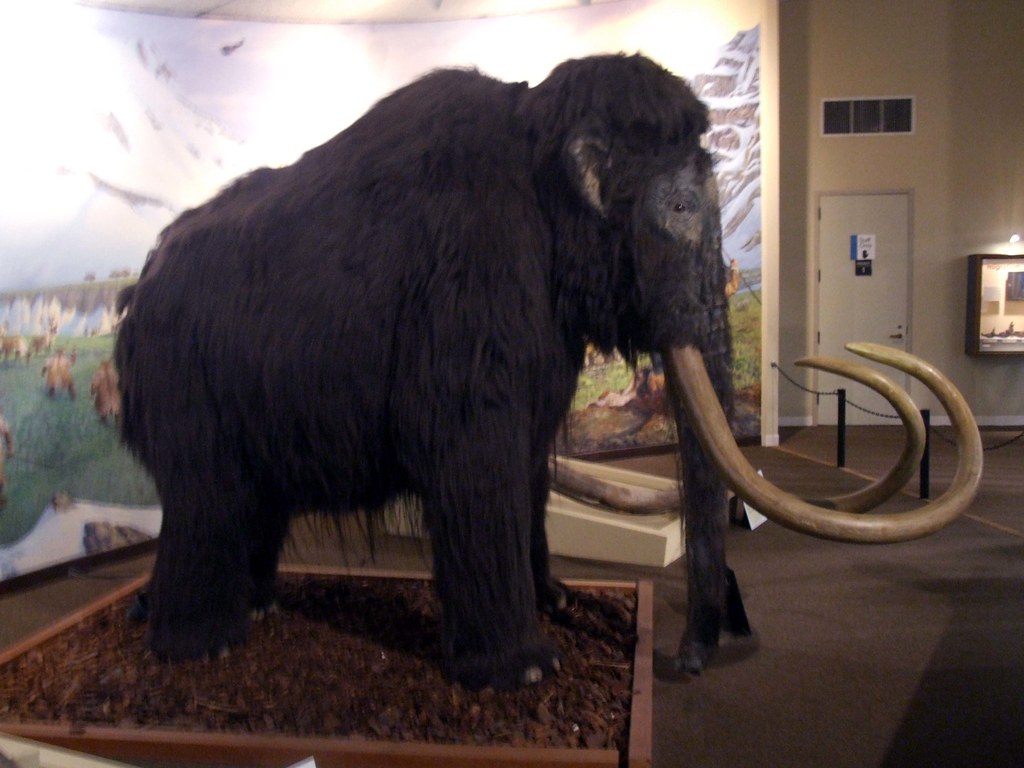 Woolly Mammoth