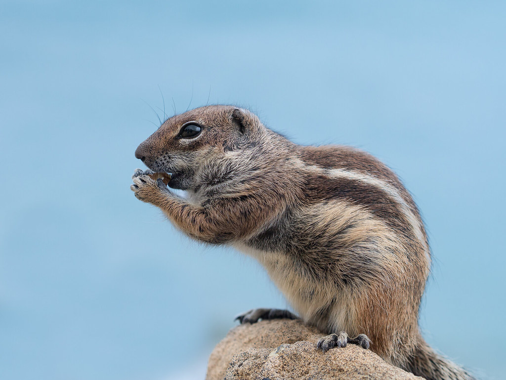 Barbary Ground Squirrel