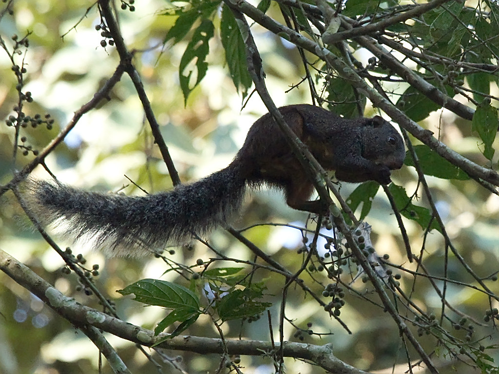 Fire-Footed Rope Squirrel