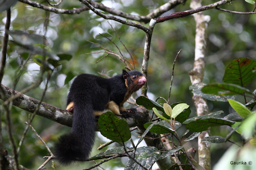 Forest Giant Squirrel
