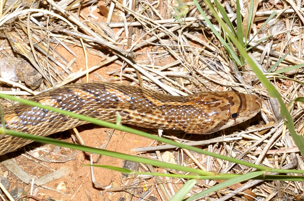 Glossy Snake - Types of snakes in colorado