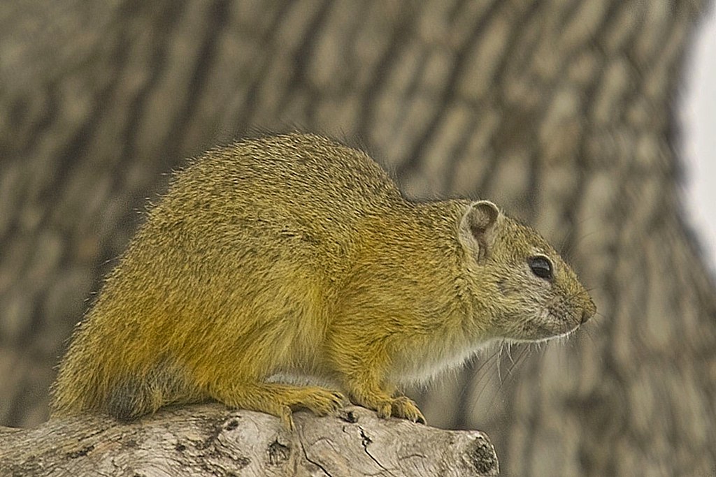 Southern Africa Tree Squirrel