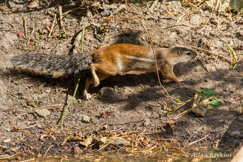 Striped Ground Squirrel