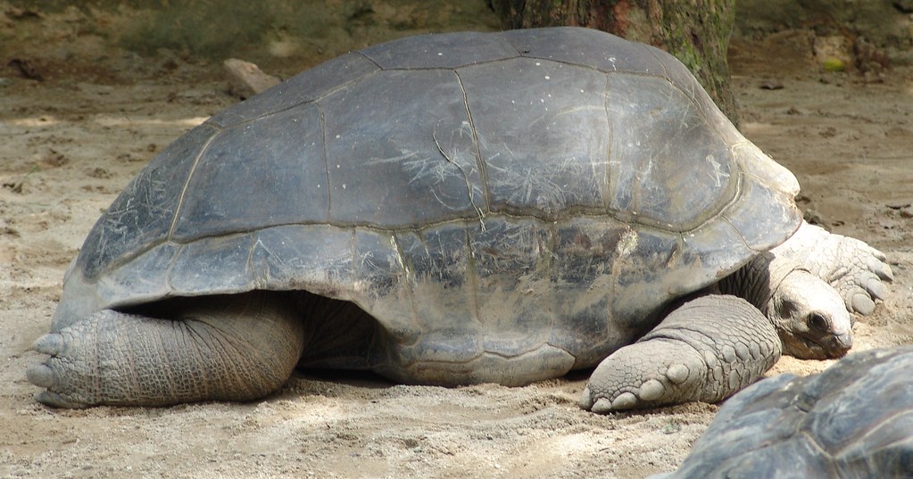 Aldabra Giant Tortoise